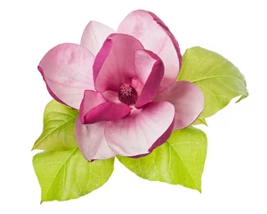 Foto op Canvas Purple magnolia flower, Magnolia felix isolated on white background, with clipping path © Dewins