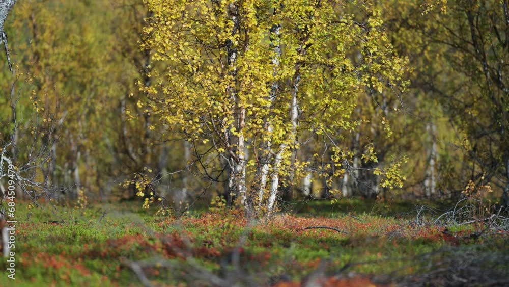 Poster birch trees covered with yellow leaves in autumn norwegian tundra. parallax video. bokeh background.