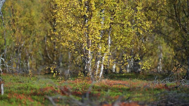 Birch trees covered with yellow leaves in autumn Norwegian tundra. Parallax video. Bokeh background.