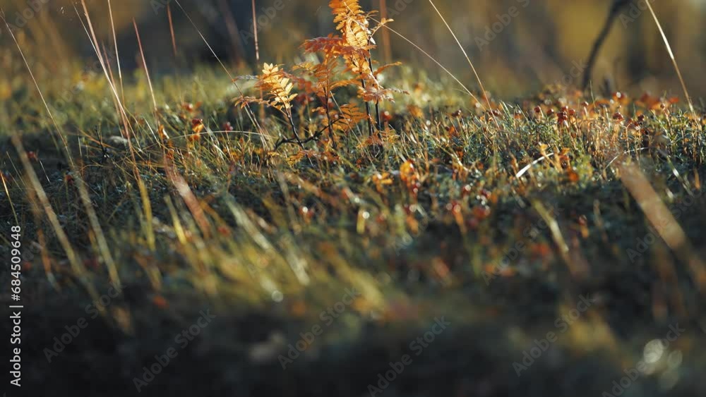 Poster a tiny rowan tree in the enchanting autumn tundra undergrowth backlit by the low sun. parallax. boke