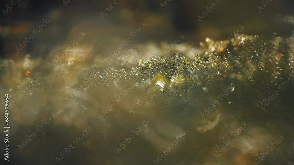 Poster an enchanting scene in the sunlit morning forest. undergrowth. parallax shot. bokeh background.