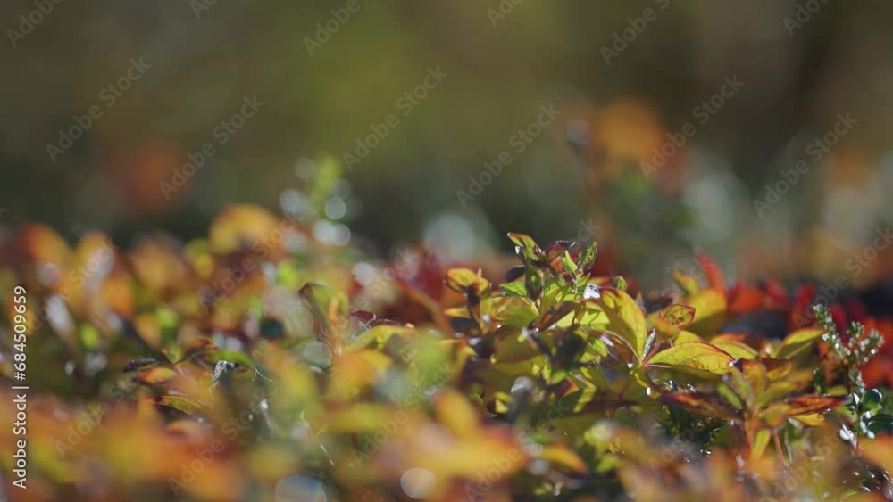 Poster colorful leaves and grass in the autumn undergrowth in norwegian tundra.a macro parallax shot. bokeh