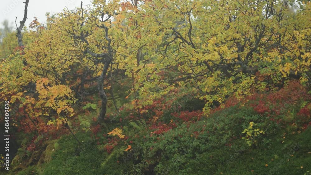 Poster beautiful colours of autumn in the secluded grove in the norwegian tundra. parallax video. bokeh bac