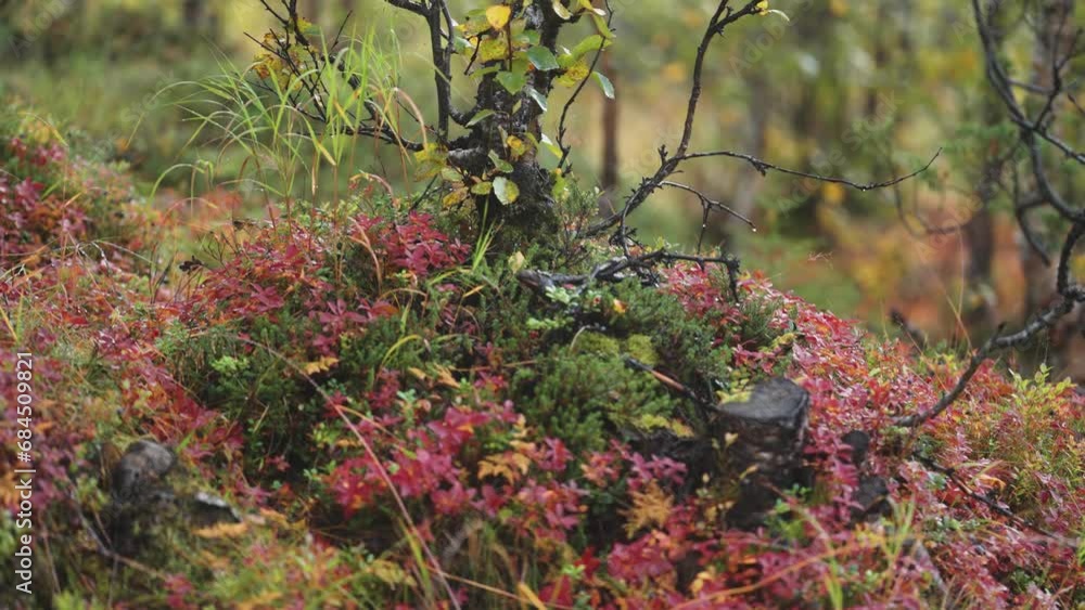 Poster brightly-colored leaves of the blueberry and cranberry shrubs surround the tangle of the dark twiste
