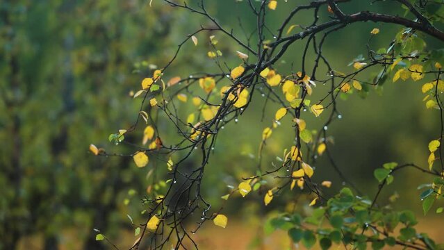 Raindrops cling to yellow-green leaves on the thin dark birch tree branches. Parallax shot. Bokeh background.