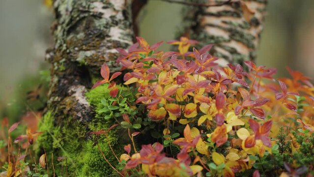 Bright-colored cranberry leaves and soft moss around the birch tree trunk. Slow-motion, parallax. Bokeh background.