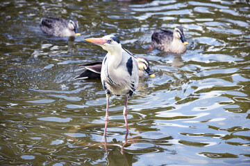 水辺のアオサギ