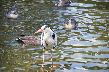 水辺のアオサギ
