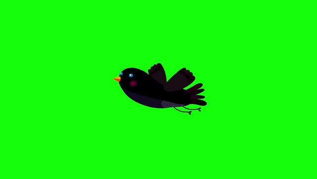 Ouzel bird black cartoon animation character flying singing greenbox. Blinking eyes seamless loop behaviour.