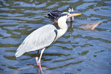 水辺のアオサギ