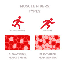 Skeletal muscle fiber types with slow twitch and fast twitch infographics. Red and white muscular tissue structure for aerobic and anaerobic exercises. Marathon runner vs sprinter. Vector illustration