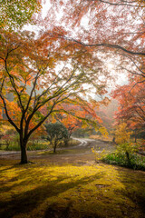 茨城県水戸市　紅葉真っ盛りのもみじ谷