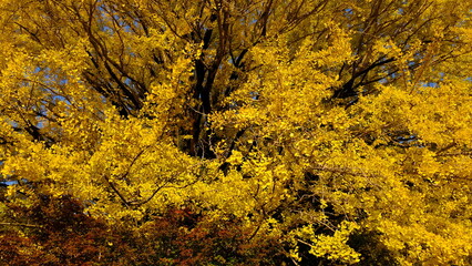 秋の風景（大銀杏）