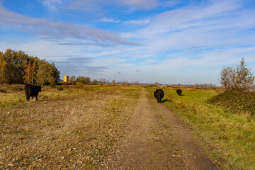 Obraz premium Three Galloway cows walking and grazing on dirt road between field, horizon against blue sky in background, Belgian nature reserve De Wissen Maasvallei, sunny autumn day in Dilsen-Stokkem, Belgium