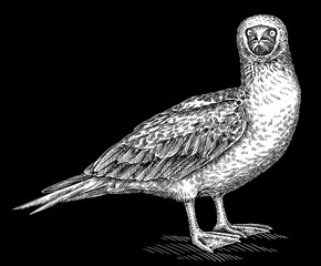 Vintage engraving isolated blue footed booby set illustration ink sketch. Gannet background bird silhouette art. Black and white hand drawn image