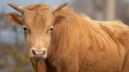 Korean beef, cow, 한우, 소