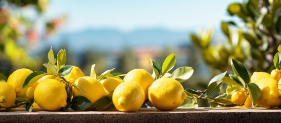 Fresh lemons on the tree in a lemon farm It is ready to be picked up by farmers and marketed. The weather is sunny and fresh.Background of a lemon garden in summer with copyspace for text - obrazy, fototapety, plakaty