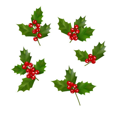 Set of Holly berries and leaves, isolated on white.