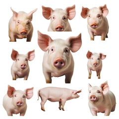 Pig piggy, many angles and view portrait headshot, isolated on transparent background, PNG, 300 DPI