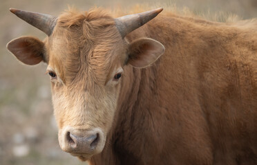 Korean beef, cow, 한우, 소