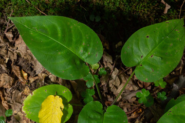 Green leaves background. Green leaves color tone dark in the morning