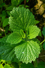 Green leaves background. Green leaves color tone dark in the morning