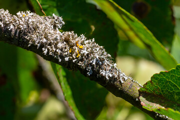 The most beautiful lichens photographed in the middle of winter: Evernia prunastri, Physcia sp and Physcia stellaris