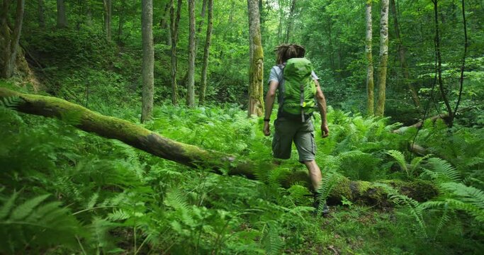 A hiker man with dreadlocks and backpack walking through dense ferns, stepping over a fallen trunk in a deciduous forest with a sandstone cave in background. Shot on RED.