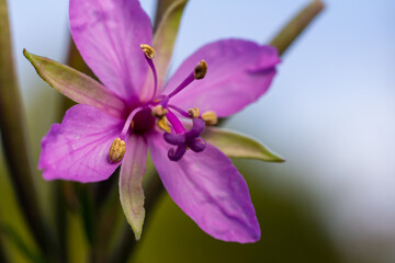 Closeup of fireweed Epilobium blossoms, lilac - colored flowers of kopor tea, a medicinal plant