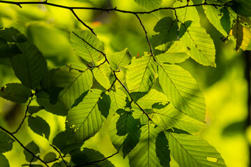 Beautiful, harmonious forest detail, with hornbeam leaves