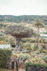 Drago Milenario (Millennial Dragon Tree). Dracaena, Dragon Tree (Dracaena draco), Icod de los Vinos, Tenerife, Canary Islands, Spain