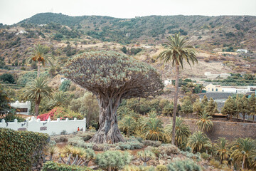 Drago Milenario (Millennial Dragon Tree). Dracaena, Dragon Tree (Dracaena draco), Icod de los Vinos, Tenerife, Canary Islands, Spain