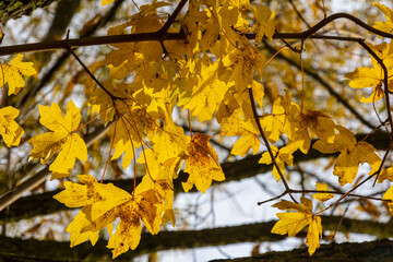 yellowed maple leaves on a blue sky background in autumn on a sunny day