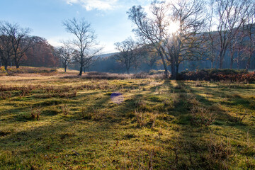 Obraz premium 輝く草原