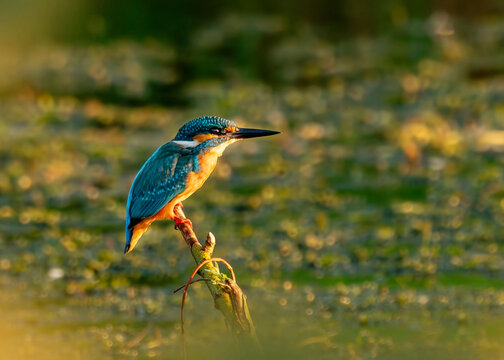 Kingfisher(Alcedoatthis) perching on branch