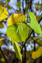 Colorful autumn leaves on a Witch Hazel,in a garden