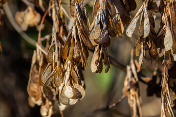 Yellow maple seeds against the blue sky. Macro. Maple branches with golden seeds on a clear sunny...