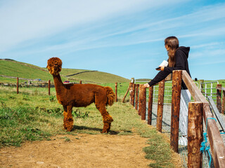 Teenager girl and brown fur alpaca in open zoo or contact farm. Warm sunny day with blue sky....