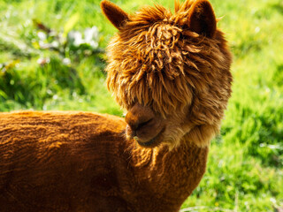 Portrait of brown color alpaca in open zoo or contact farm. Funny looking animal.