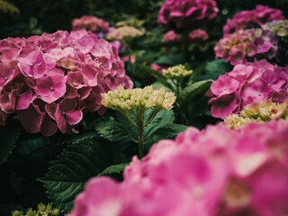 Fototapeta premium Hydrangeas in the garden