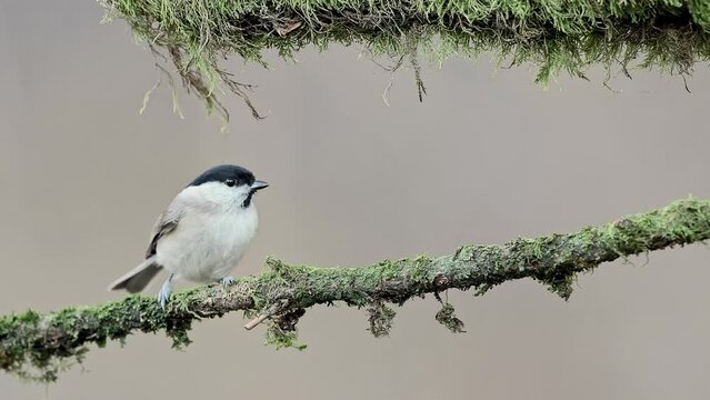 Among the branches of European silver fir, the willow tit (Poecile montanus) 