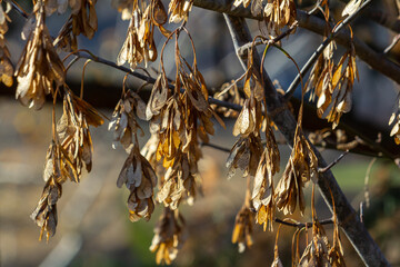 Yellow maple seeds against the blue sky. Macro. Maple branches with golden seeds on a clear sunny...