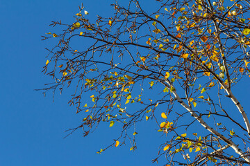 Nice colorful autumn leaves. Autumn, nice sunny day in the afternoon. Top of the tree canopy. Tall birch tree