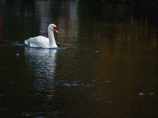 Beautiful white wild swan in a dark water. Nature scene with stunning gracious bird. Selective focus.