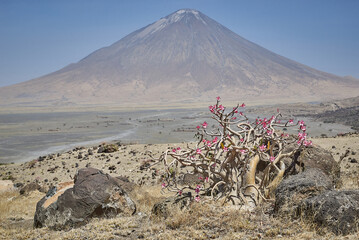 Lago Natron e il Vulcano Ol Doinyo, Tanzania 