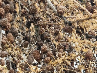 Lärchenzapfen am Baum einer Lärche im Herbst - Larix decidua 1