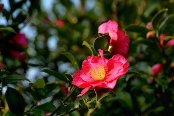 red camellia flowers blooming on camellia trees