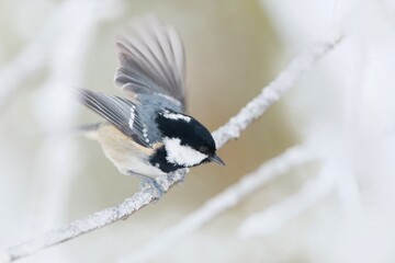 Winter scene with a cute coal tit. Titmouse sitting on the branch. Periparus ater © Monikasurzin