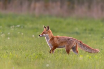 Naklejka na ściany i meble A cute wild fox cub walking on the meadow. Vulpes vulpes. Closeup portrait of a young red fox.