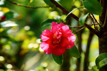 Obraz premium red camellia flowers blooming on camellia trees